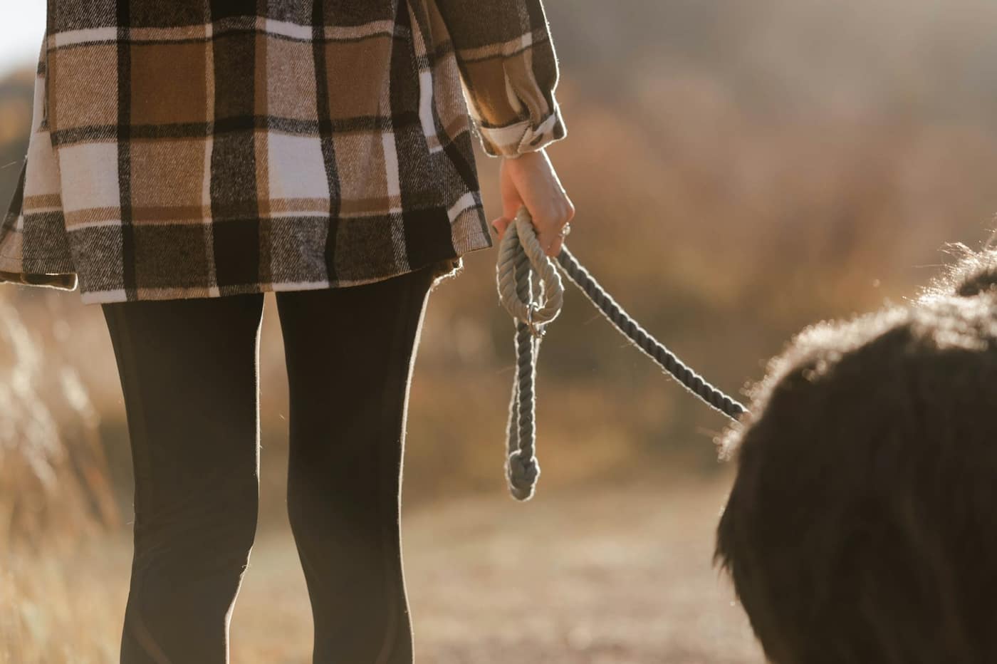 A dog walker with a dog on a leash in the park