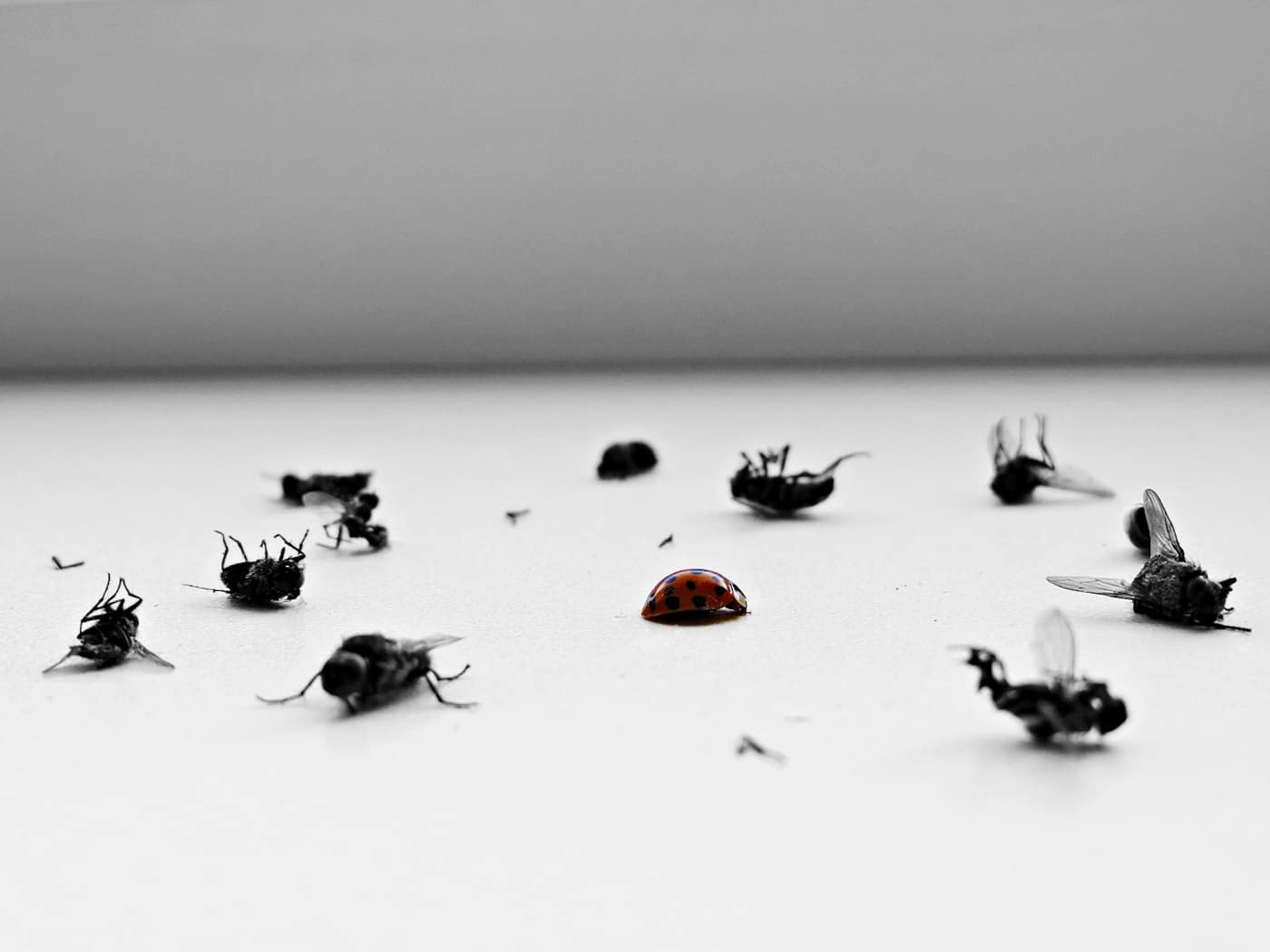 Flies on a surface, a common pest problem