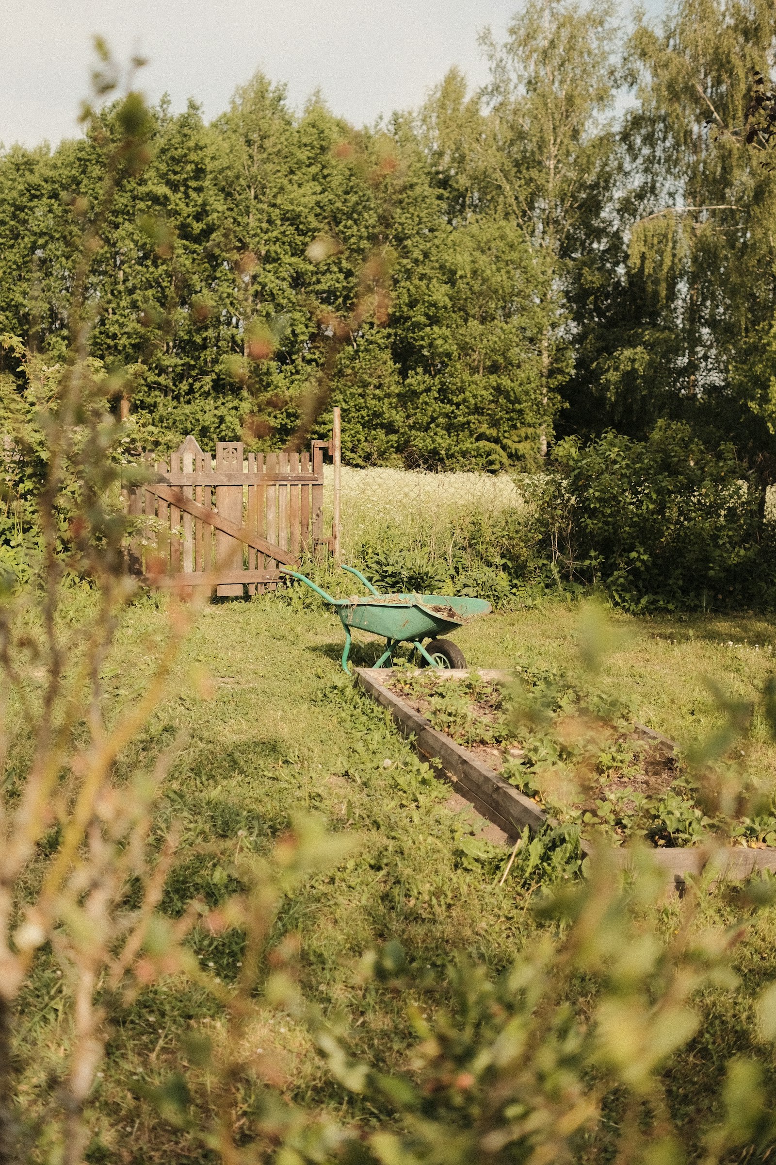 A green wheelbarrow in a garden