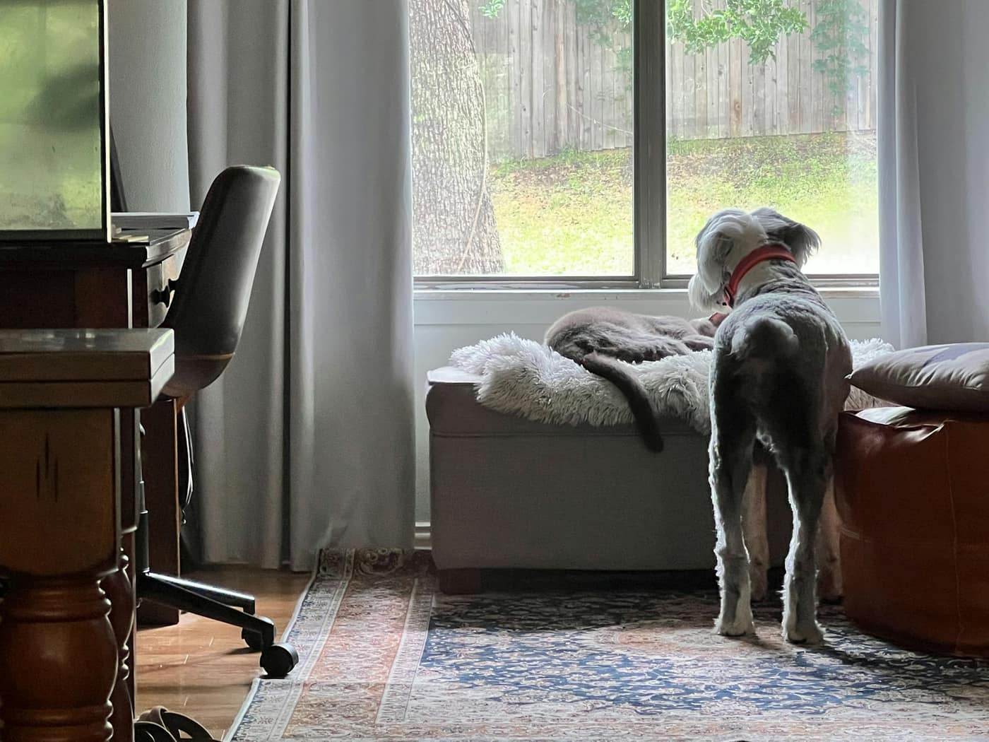 A pet being cared for at home